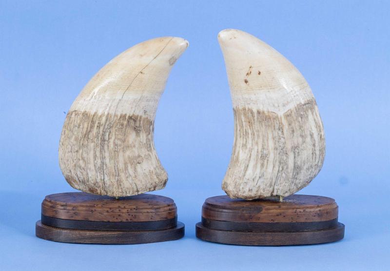 Very Wide Matched Pair of Sperm Whale Teeth, 19th century