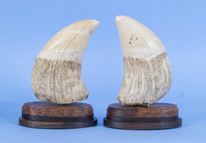 Very Wide Matched Pair of Sperm Whale Teeth, 19th century